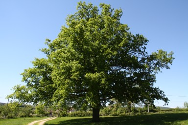 La Grange de la Ferdière : chambre d'hôtes proche de Cluny
