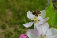 La Grange de la Ferdière : abeille transportant du pollen