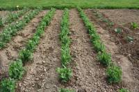 La Grange de la Ferdière : le potager, petits pois