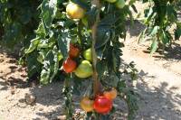 La Grange de la Ferdière : le potager, tomates