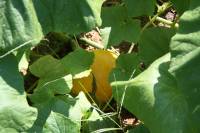 La Grange de la Ferdière : le potager, potimarron