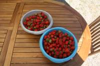La Grange de la Ferdière : le potager, récolte de fraises