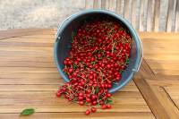 La Grange de la Ferdière : le potager, récolte de cerises