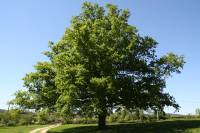 La Grange de la Ferdière : chambre d'hôtes proche de Cluny